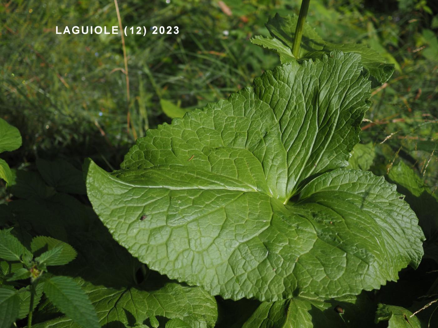 Ligularia leaf